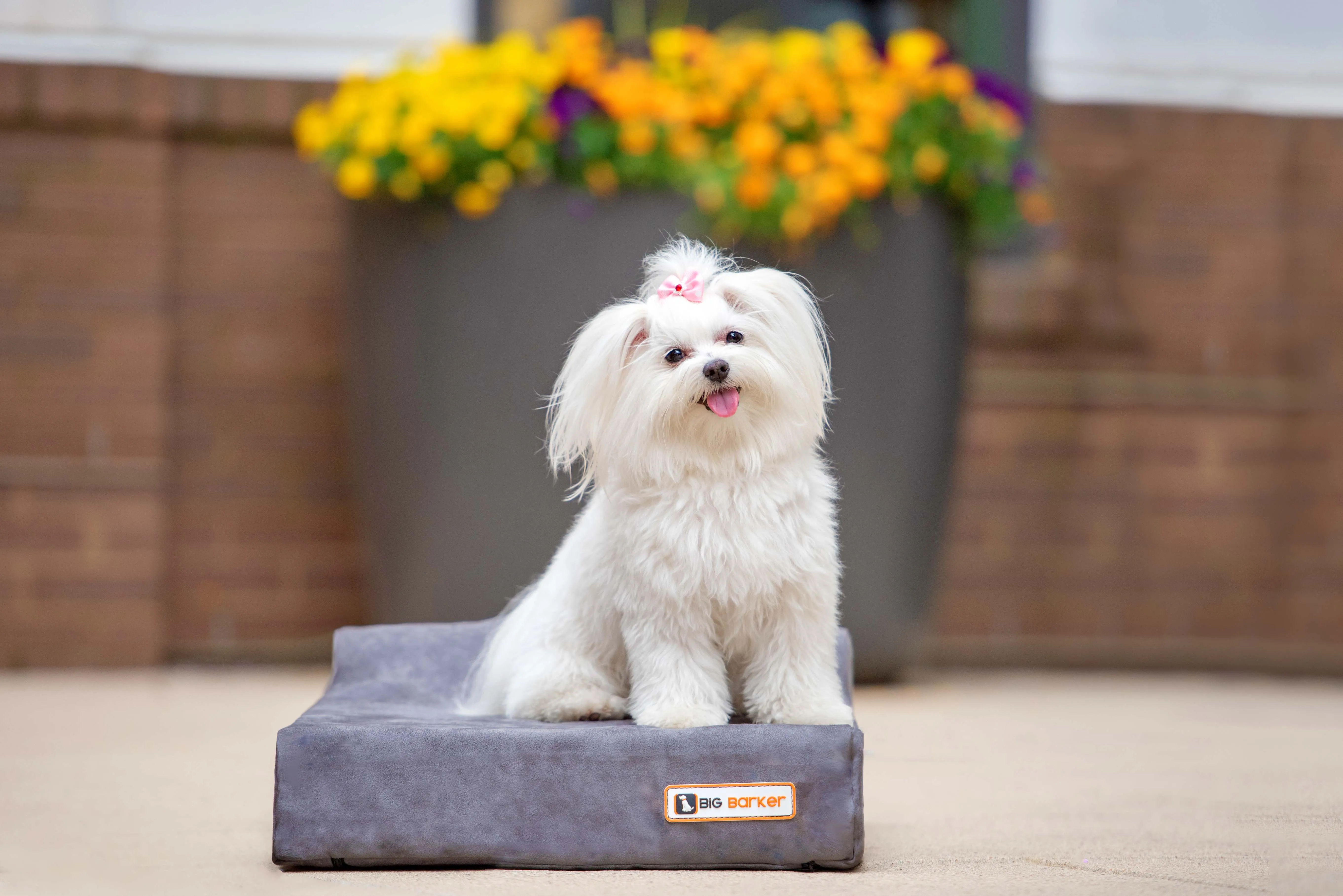 4" Orthopedic Headrest Bed
