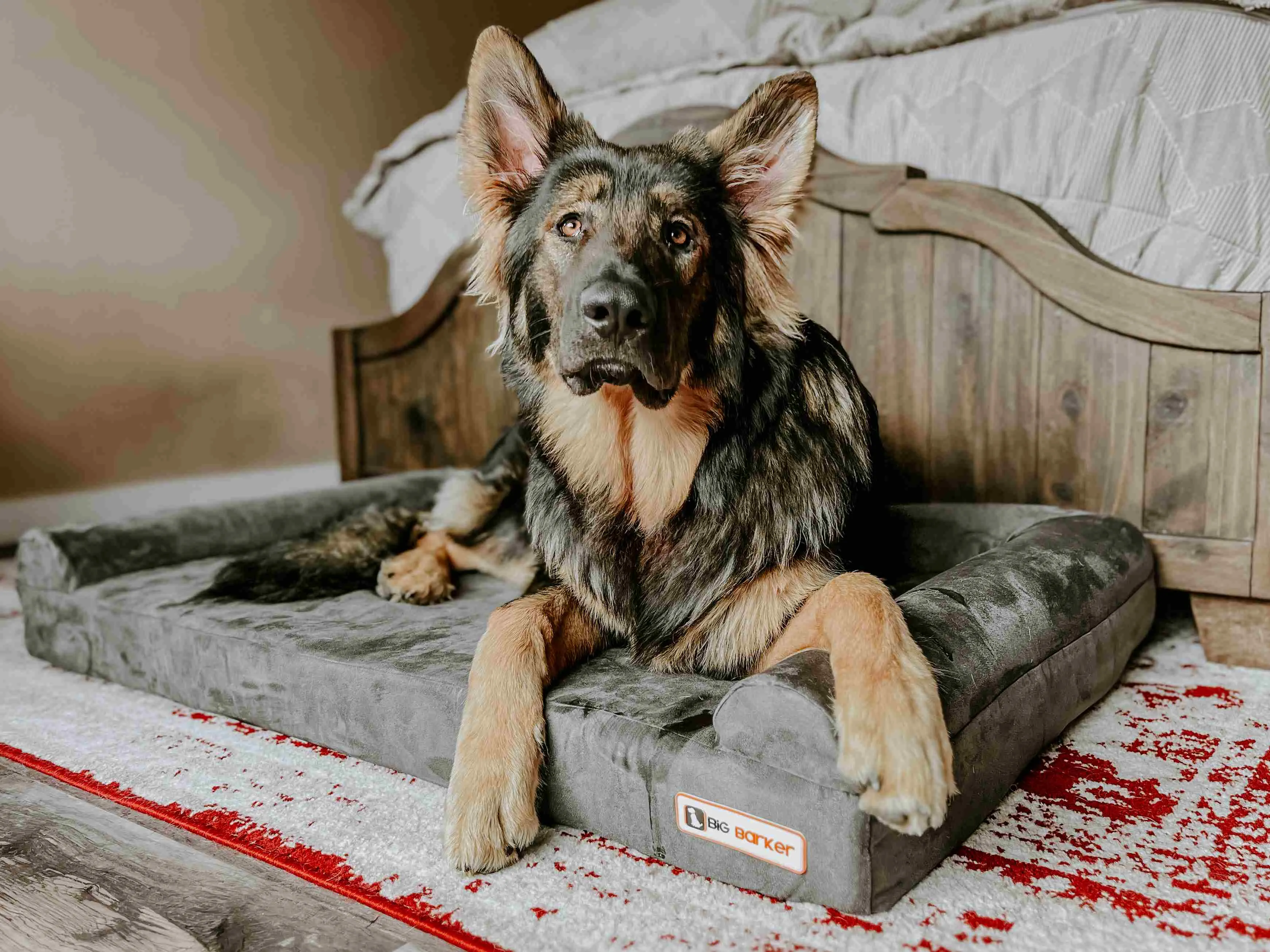 4" Orthopedic Sofa Bed