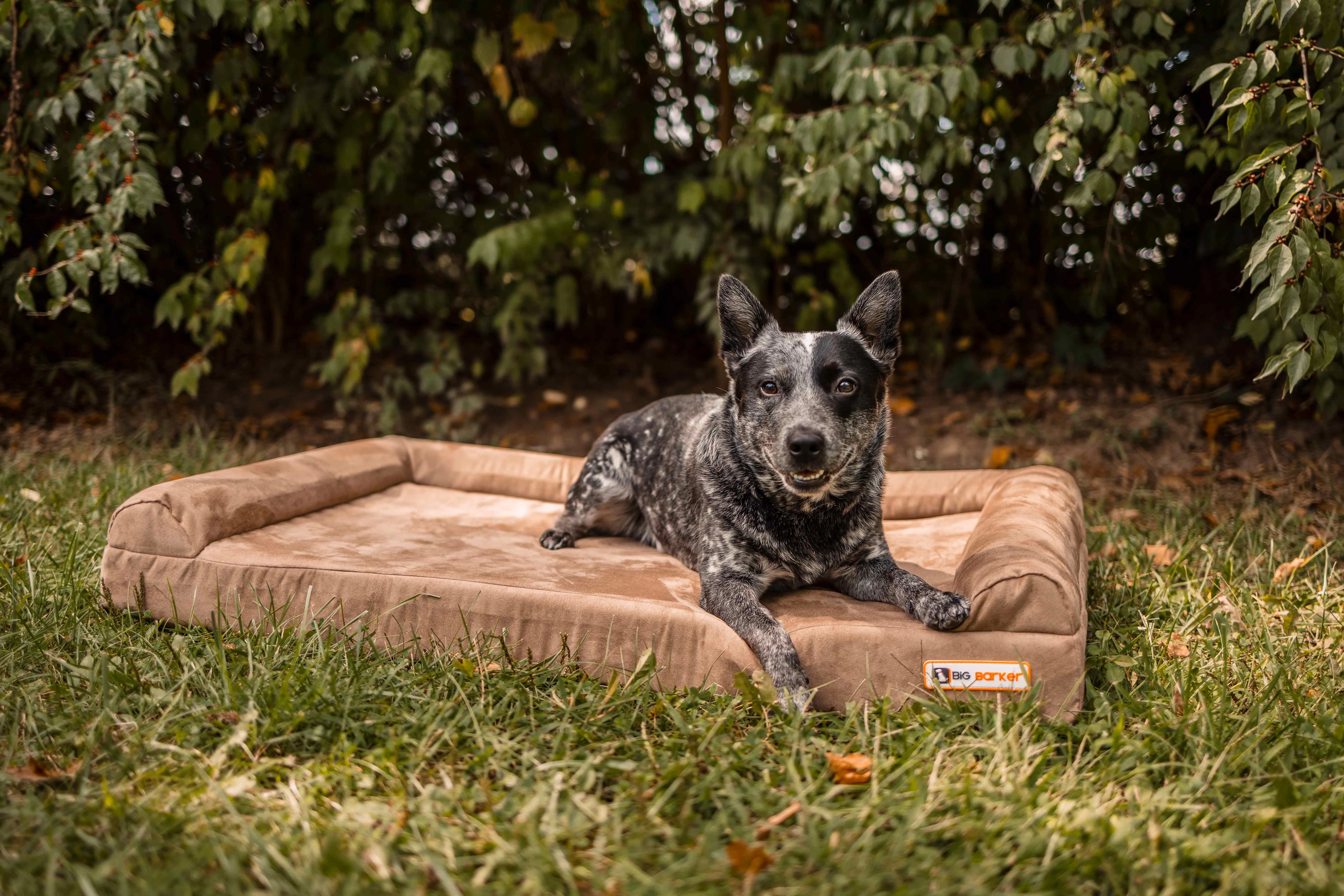 4" Orthopedic Sofa Bed
