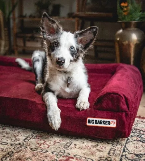 4" Orthopedic Sofa Bed