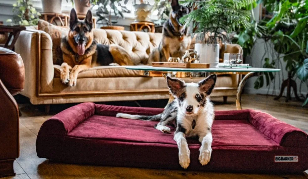 4" Orthopedic Sofa Bed