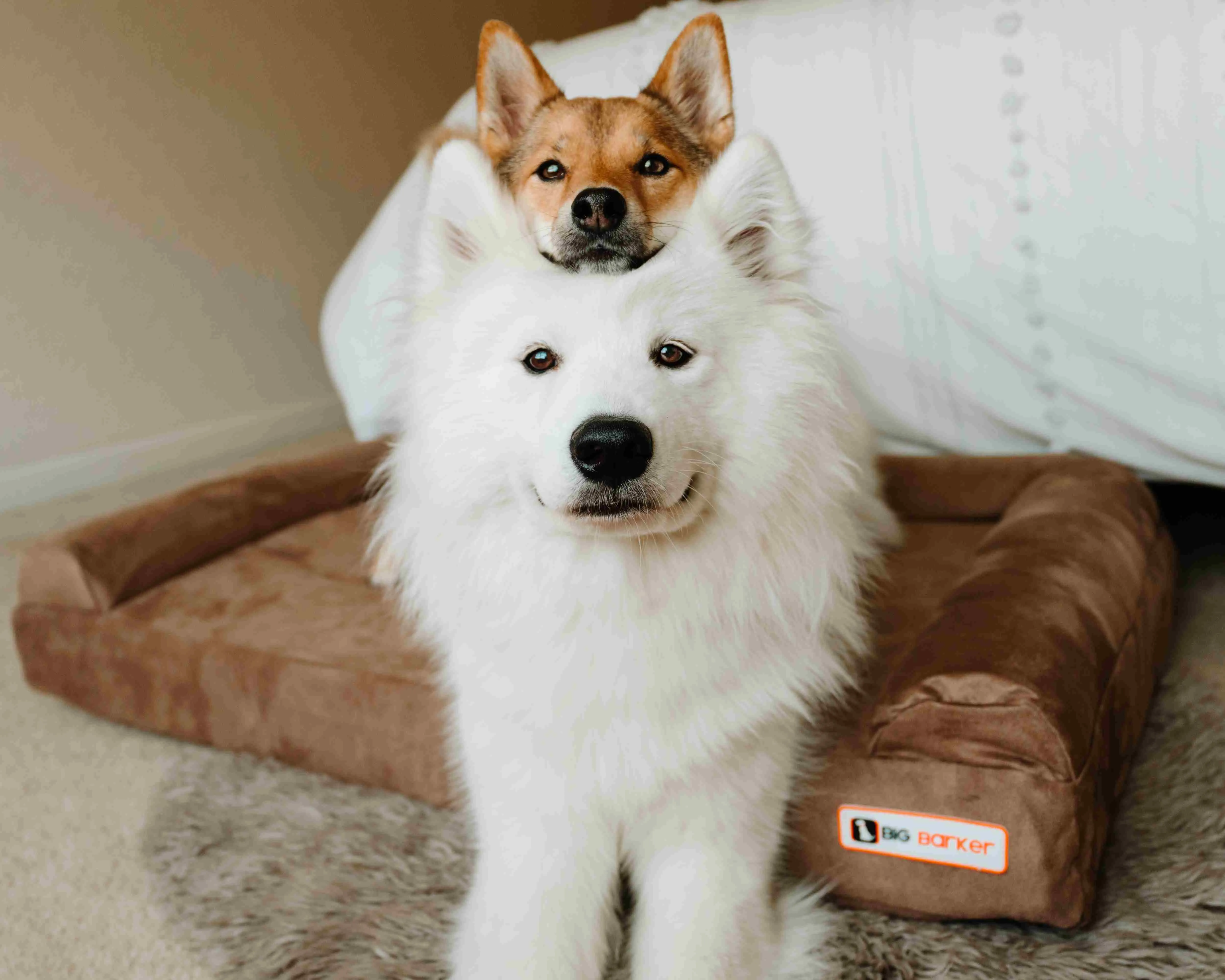 4" Orthopedic Sofa Bed