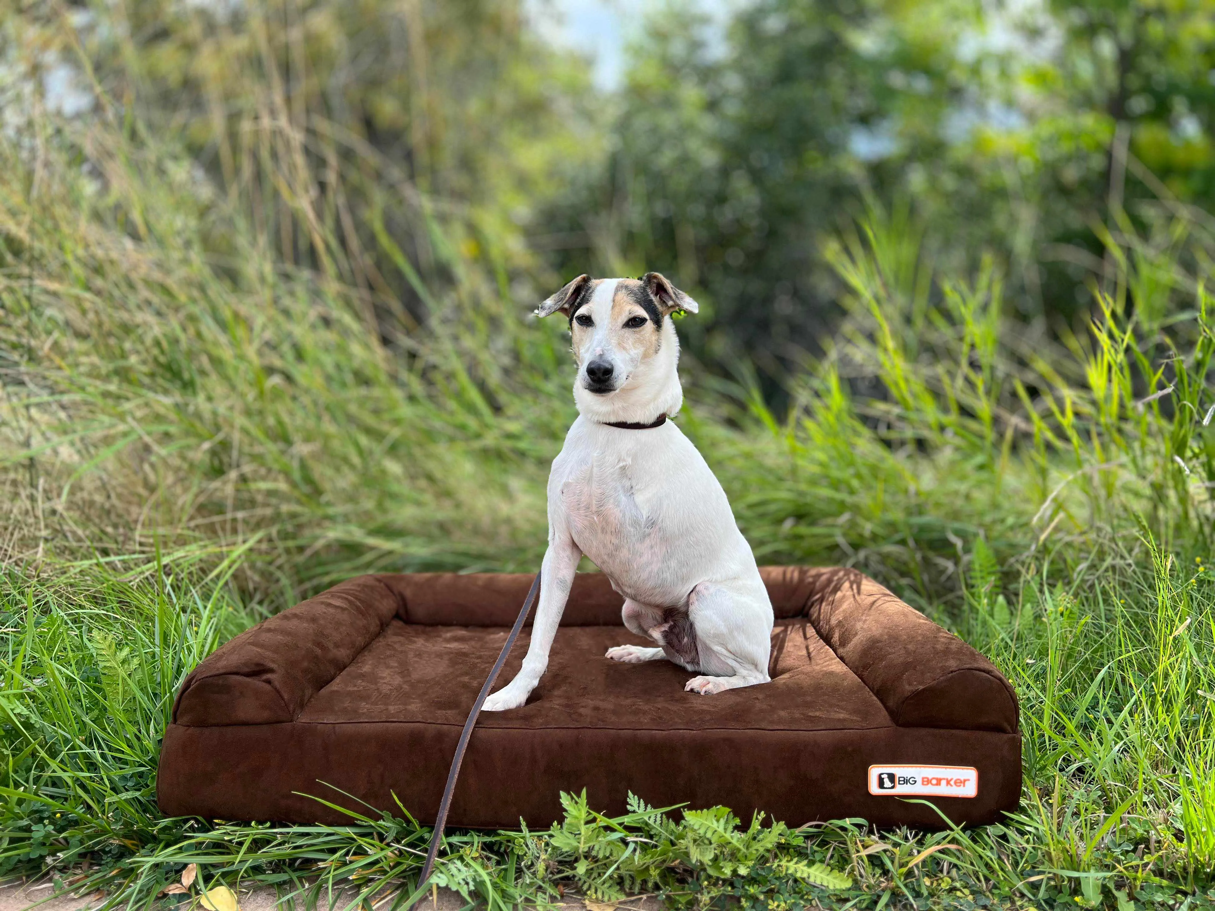 4" Orthopedic Sofa Bed