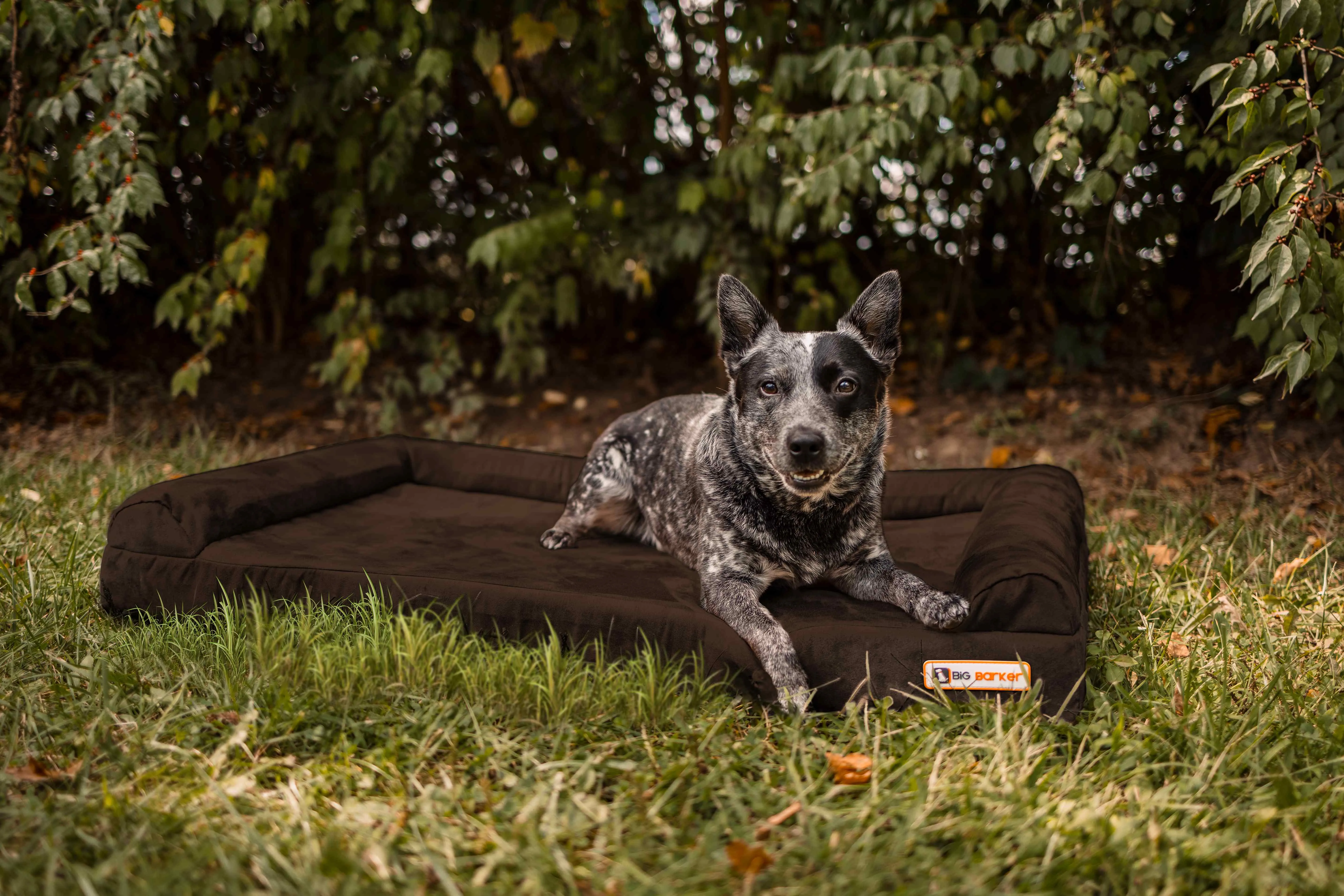 4" Orthopedic Sofa Bed