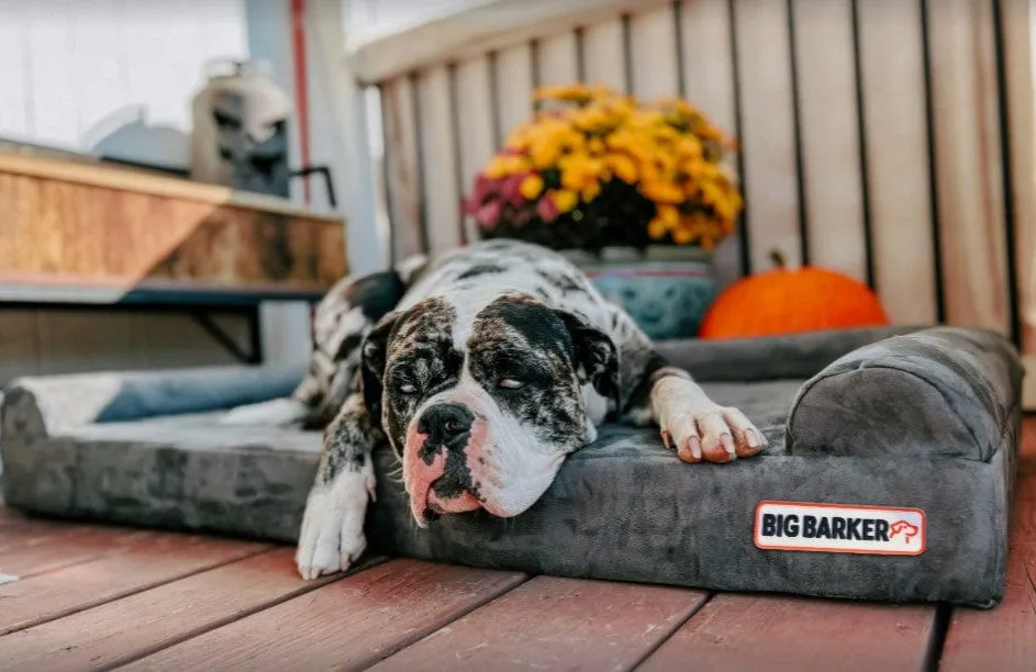 4" Orthopedic Sofa Bed