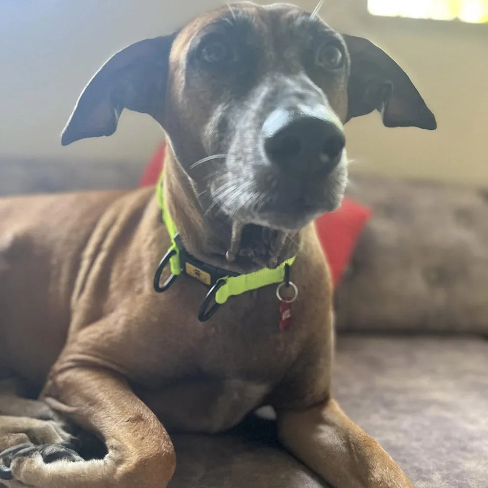 A a Pets' Neoprene Padded Reflective Collar - Green