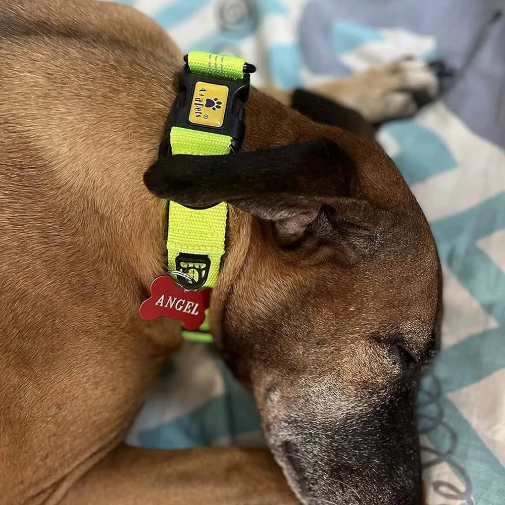 A a Pets' Neoprene Padded Reflective Collar - Green
