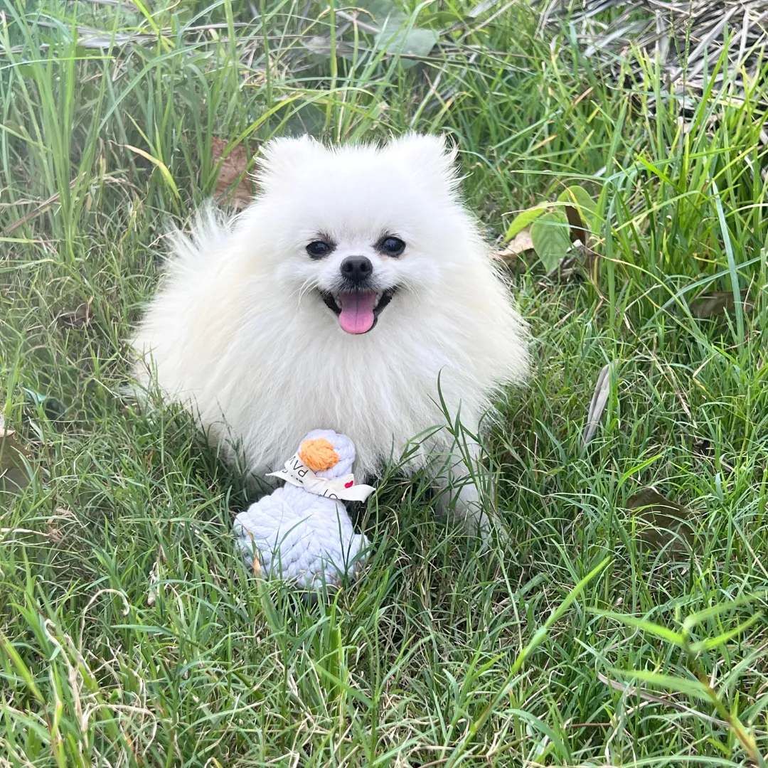 Agnes the White Duck Pet Squeaky Rope Toys