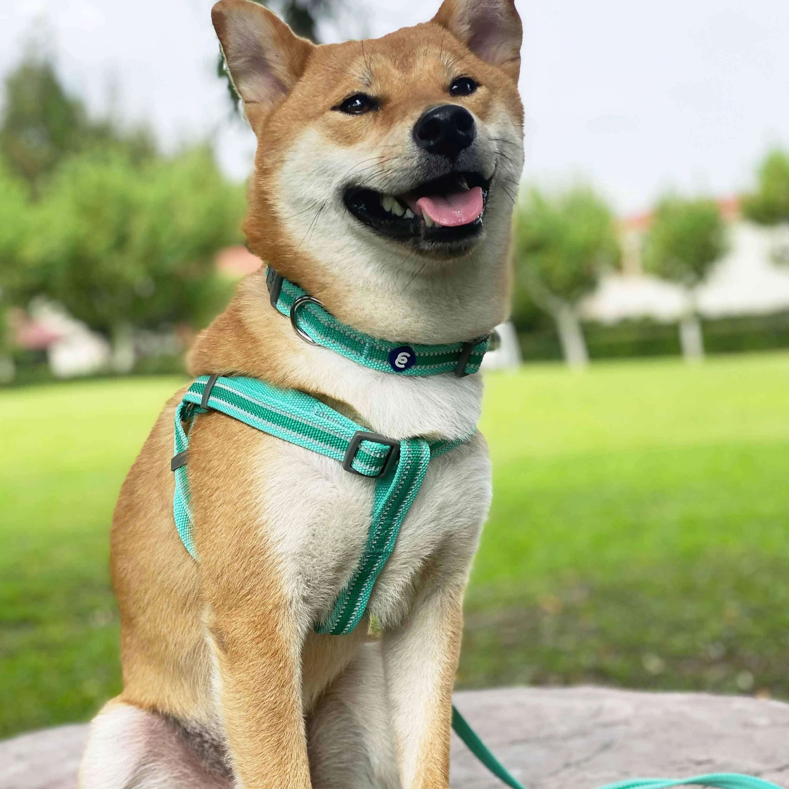Back to Basics Reflective Dog Collar