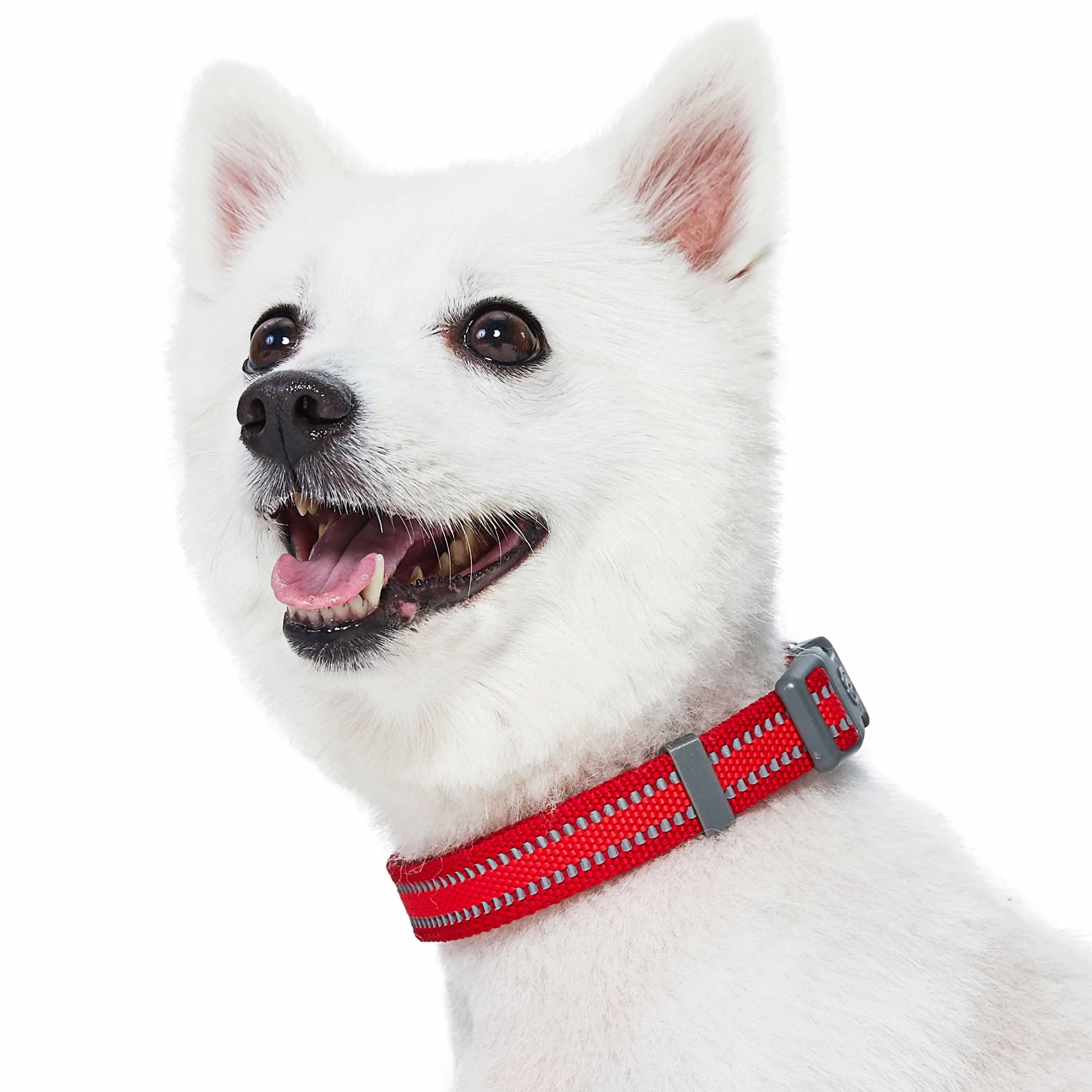 Back to Basics Reflective Dog Collar