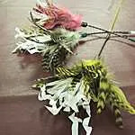 Crinkle Feather Toy