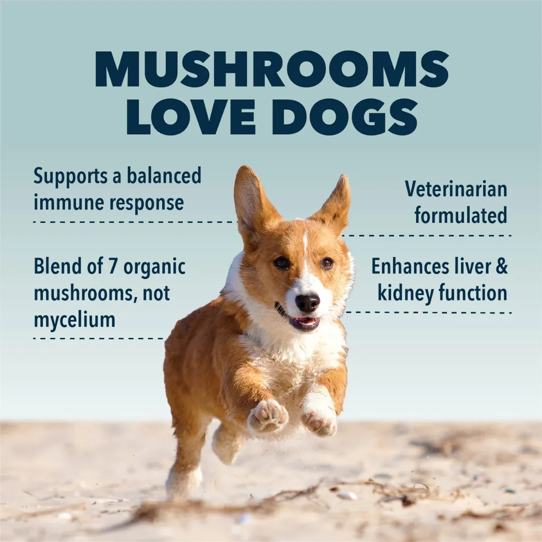 Four Leaf Rover - Immunity Seven Shrooms