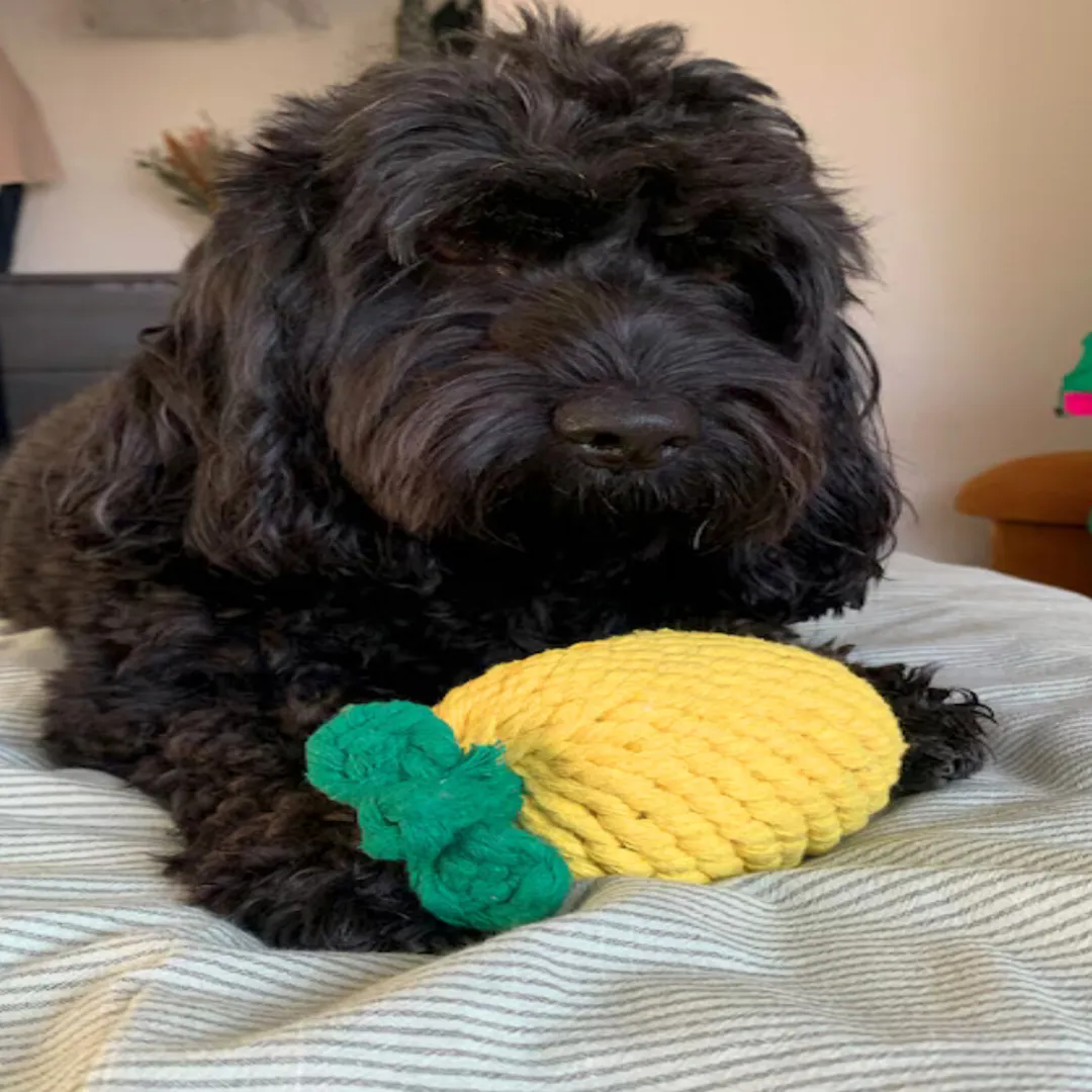 Knotty Large Pineapple Rope Toy