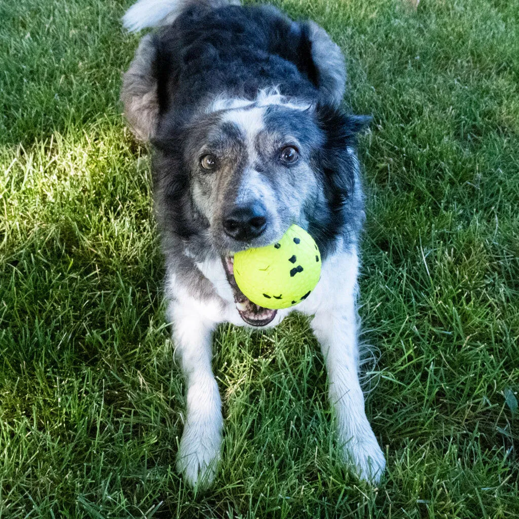 KONG Reflex Ball Dog Toy – Tough Chew & Fetch Toy for Dogs