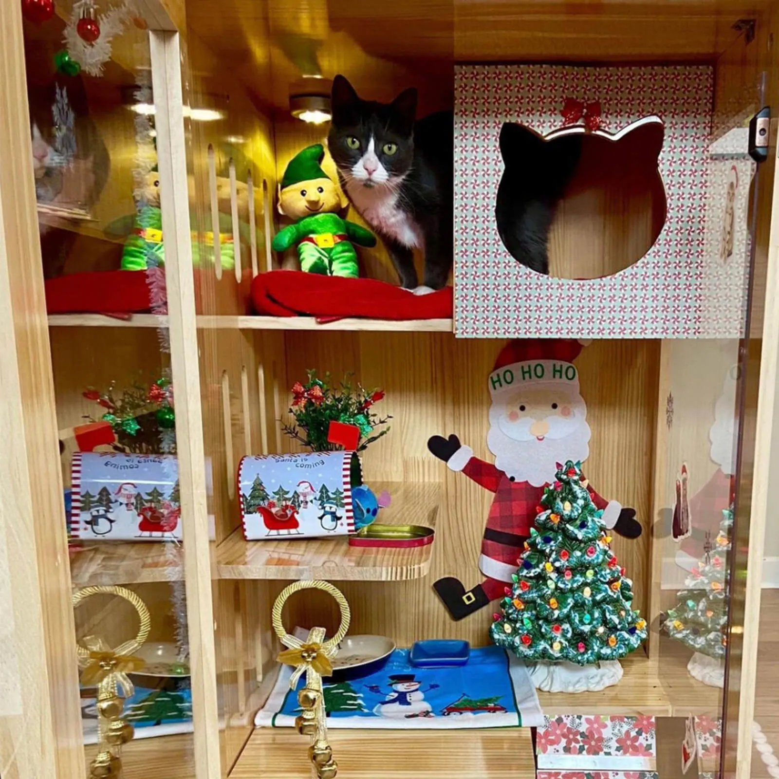Laifug Indoor Medium Cat House