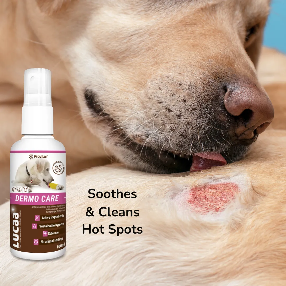 Probiotic Dermo Care Spray for Pets | Provilan Lucaa 