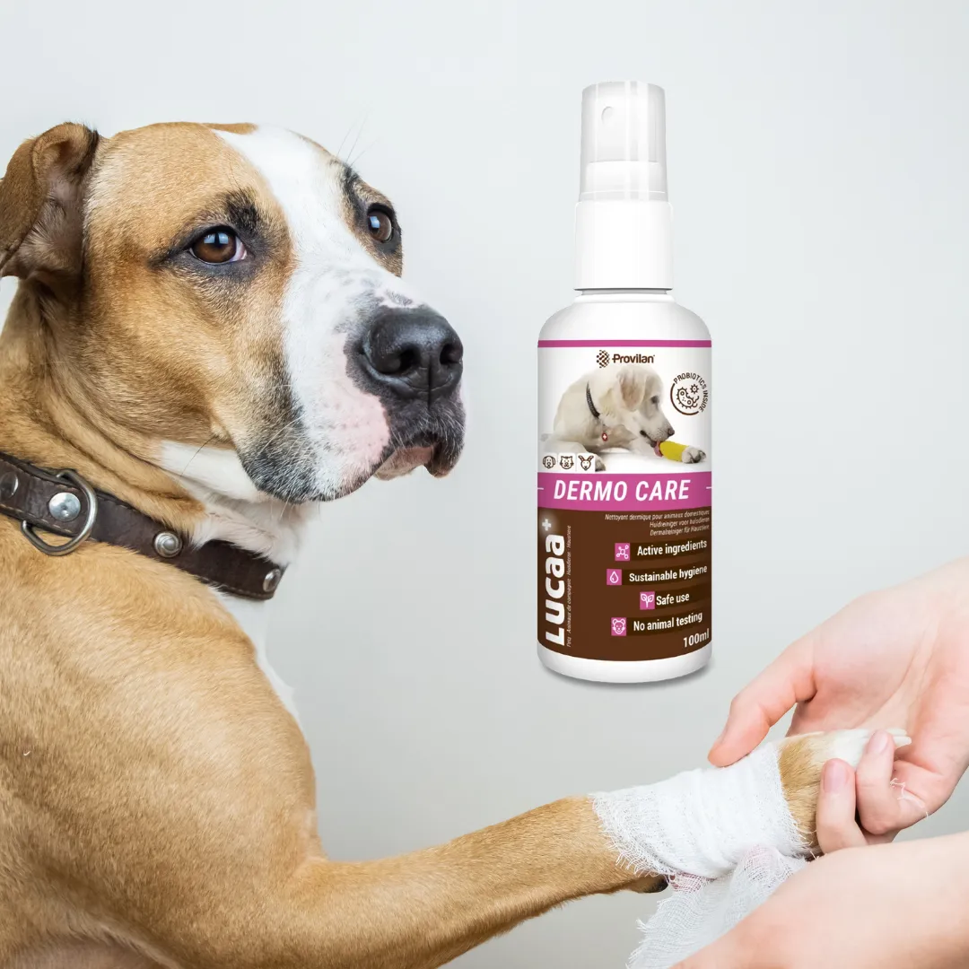 Probiotic Dermo Care Spray for Pets | Provilan Lucaa 