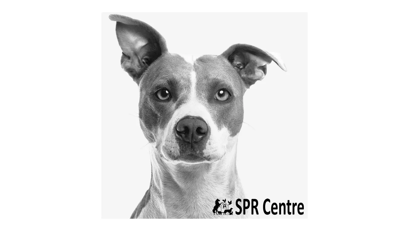 SPR - Grain Free Small Bite Chicken & Sweet Potato Dog Food